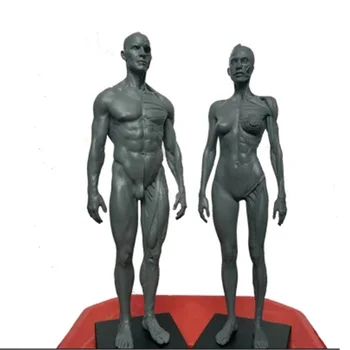 анатомическая форма человека высотой 30 см, череп, скульптура из крови, модель головы, тела, модель мышц, кости, мужчины и женщины